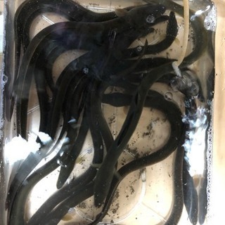 天然ウナギ　100g 〜  200g  10本の画像
