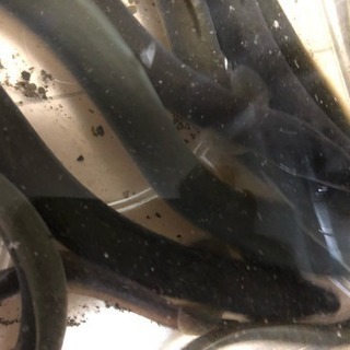 天然ウナギ　100g 〜  200g  10本の画像