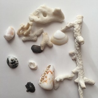 沖縄のサンゴ&貝がら