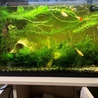 熱帯魚の水槽