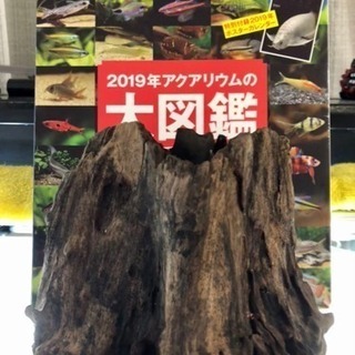 ☆値下げ☆アク抜き済！ 切り株状の流木が大特価★