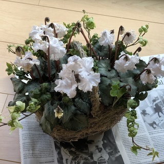 新しい寄せ植えの技法/ギャザリング