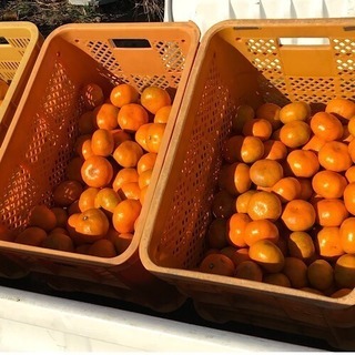 🍊静岡の青島みかん 5キロ🍊の画像