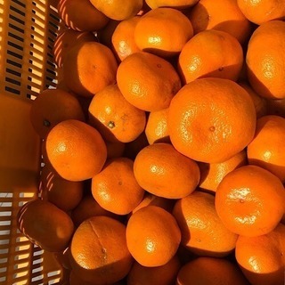 🍊静岡の青島みかん 5キロ🍊の画像