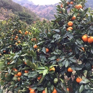 🍊静岡の青島みかん 5キロ🍊の画像