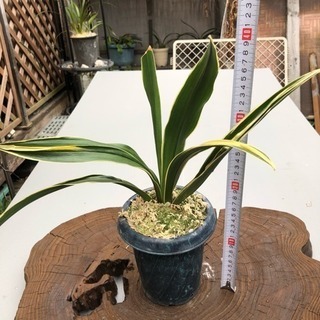 おもと 万年青 ③
