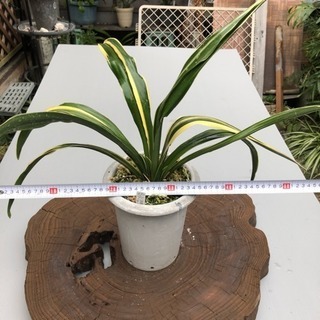 おもと 万年青 ⑤
