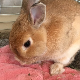 うさぎの里親を募集しています。よろしくお願いいたします。
