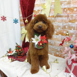 新規様✰ジモティー特別価格！初回トリミング30％OFF✰送迎(往復)540円～✰ - 地元のお店