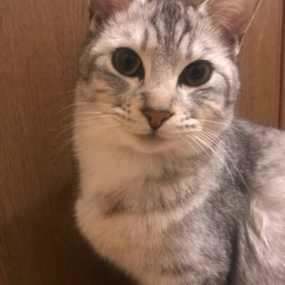 約9ヶ月の猫