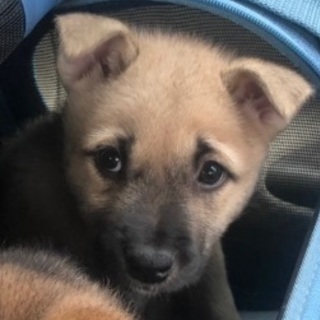 11/15生まれ男の子  よつばくん