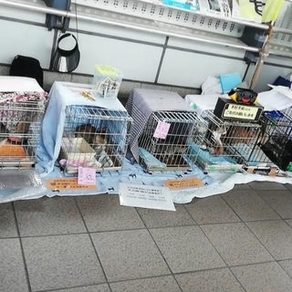 チーム犬・猫＠かわさき里親譲渡会(猫)-2019/01/13