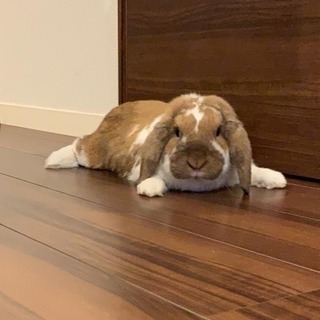 うさぎ ロップイヤー 1歳〜2歳 オス