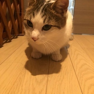 はなこちゃん5歳　避妊手術済み　猫、キャット