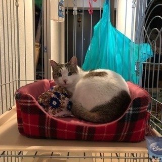 はなこちゃん5歳　避妊手術済み　猫、キャット - 津市