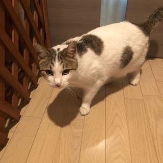 はなこちゃん5歳　避妊手術済み　猫、キャット - 猫