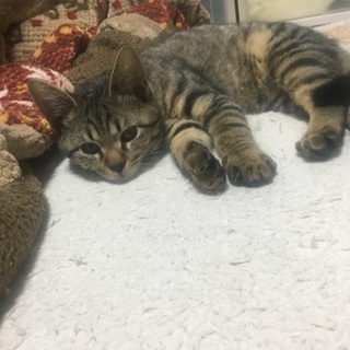 里親募集