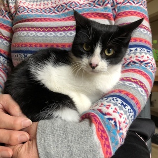 生後半年くらいの子猫です、過酷な環境で生きてきたこの子に救いの手...