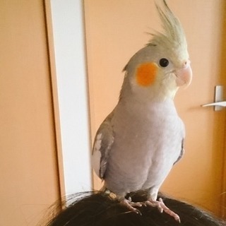 オカメインコ♂