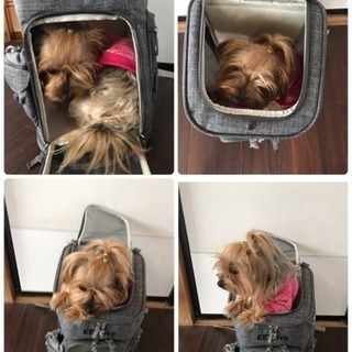 犬キャリーバック リュック ワンコとお出掛け