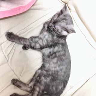 ２ヶ月半の仔猫が１匹います。