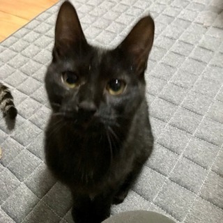 里親さん決定【黒猫6か月メス】