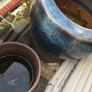鉢の画像