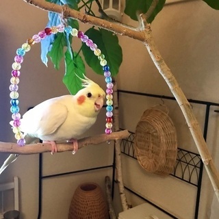 迷子のオカメインコを捜しています