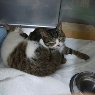 猫の里親さん募集