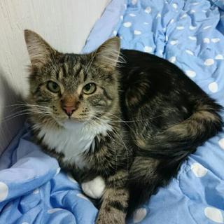 1才の男の子です - 品川区