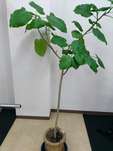 観葉植物でオシャレに自宅、オフィスの空間デザイン！