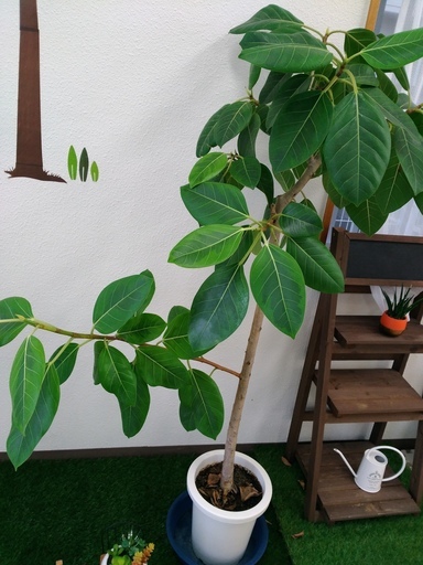 観葉植物と人工芝、小物セット