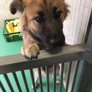 里親決定！有難うございました！緊急🆘飼い主持ち込み保健所収容❗️...