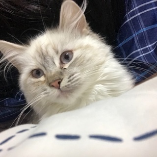 モフモフで甘えん坊のアメリカンカールちゃん