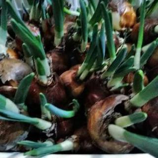 芽出し球根10球（水仙白）
