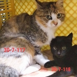 親子で収容 三毛ママちゃん・黒子猫ちゃん