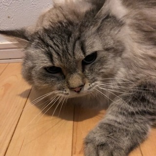 マンチカン♂