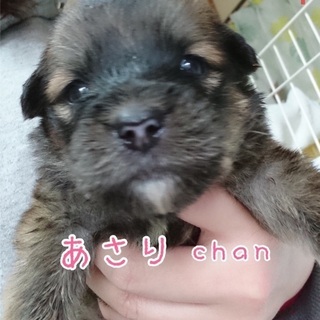 11/30生まれ女の子 あさりちゃん