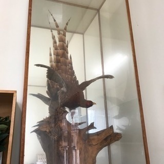 山鳥の剥製