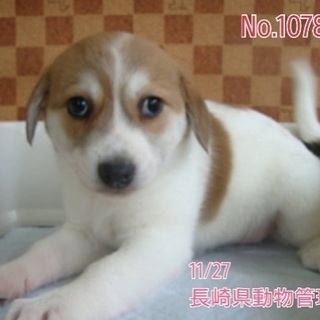 里親決定！有難うございました❗️生後2カ月ちびっこ兄妹が若い母犬...