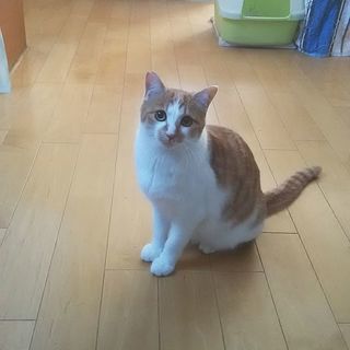 トラ猫兄妹の新しい家族になってください