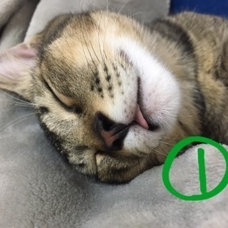 【里親様募集】福岡周辺 兄弟 猫 2匹