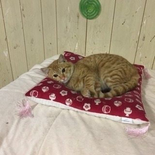 茶虎雄