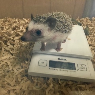 ハリネズミの里親募集(生後2年4ヶ月♀)