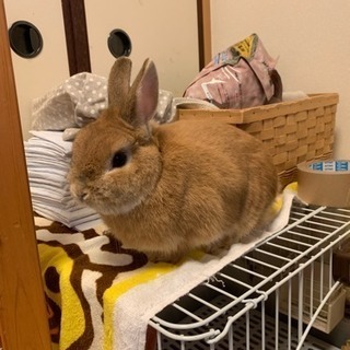 ネザーランドドワーフラビット