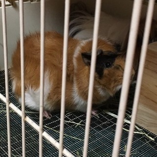 モルモット