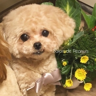 初回10%引き！パピー20%オフ！月割り10%オフ♡