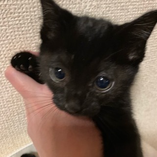 黒子猫ﾁｬﾝ☆里親募集中