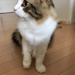 9ヶ月猫ちゃん里親募集させていただきます