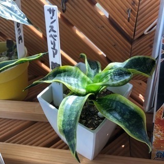 サンセベリア